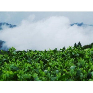 云南鎮(zhèn)康縣深耕茶葉產(chǎn)業(yè)，用RFID等技術(shù)打造“數(shù)字普洱”